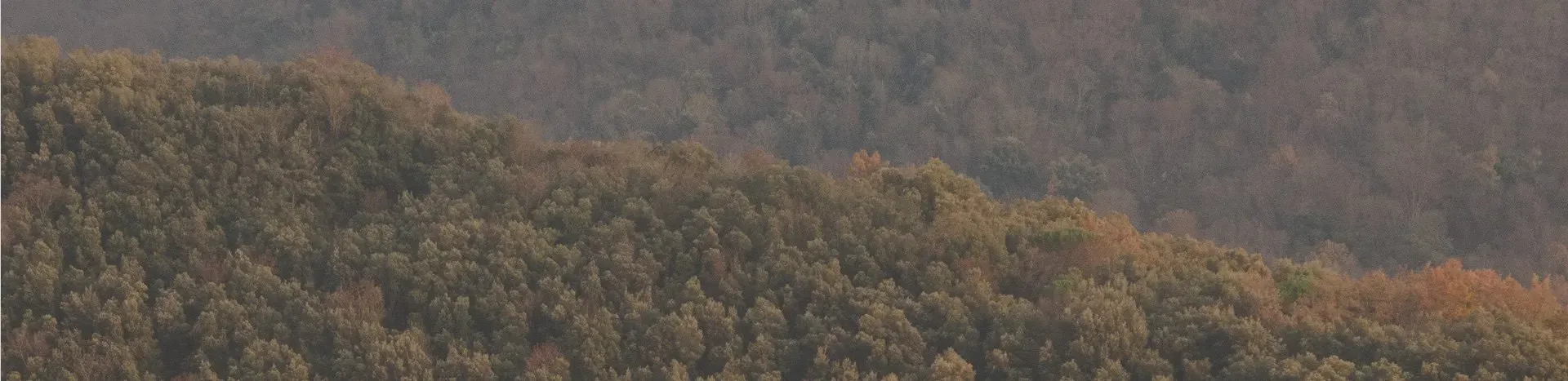 Bosque de pinos y árboles nativos, origen de la madera responsable de Madepinos